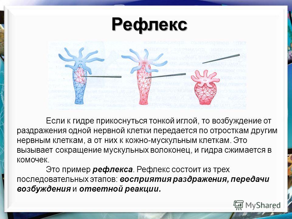 Кракен что это магазин